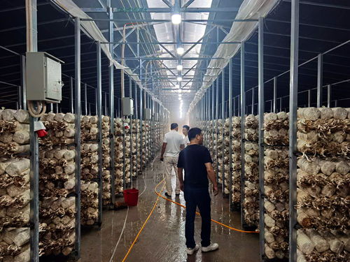 科技產(chǎn)業(yè)發(fā)展助力鳳凰脫貧攻堅(jiān)